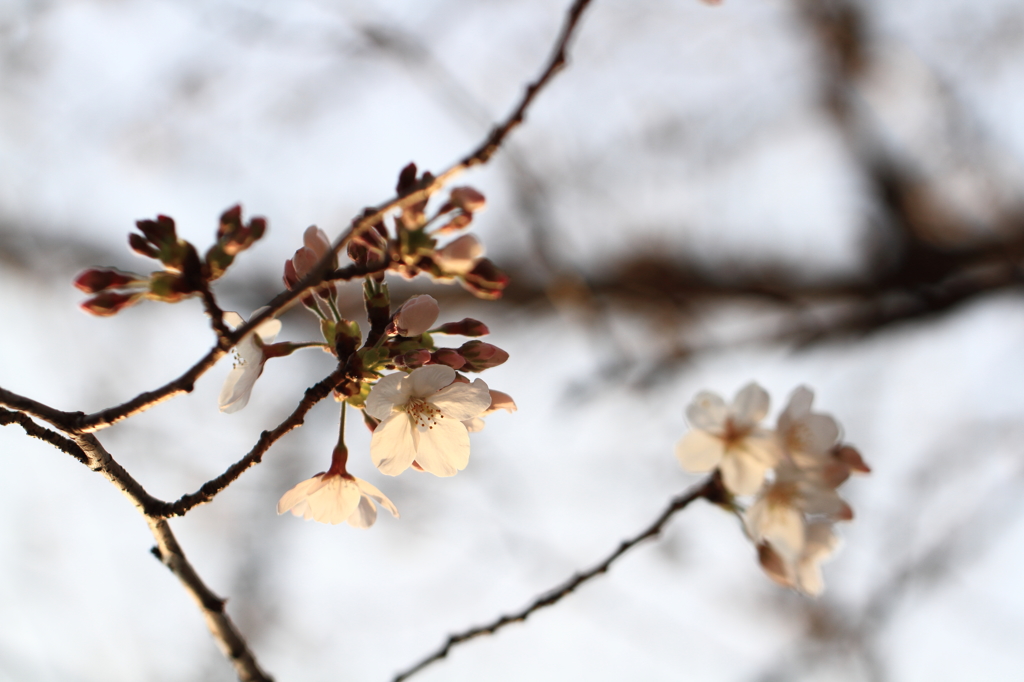 夕照のソメイヨシノ