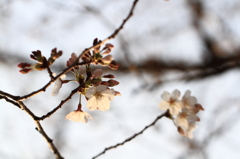 夕照のソメイヨシノ