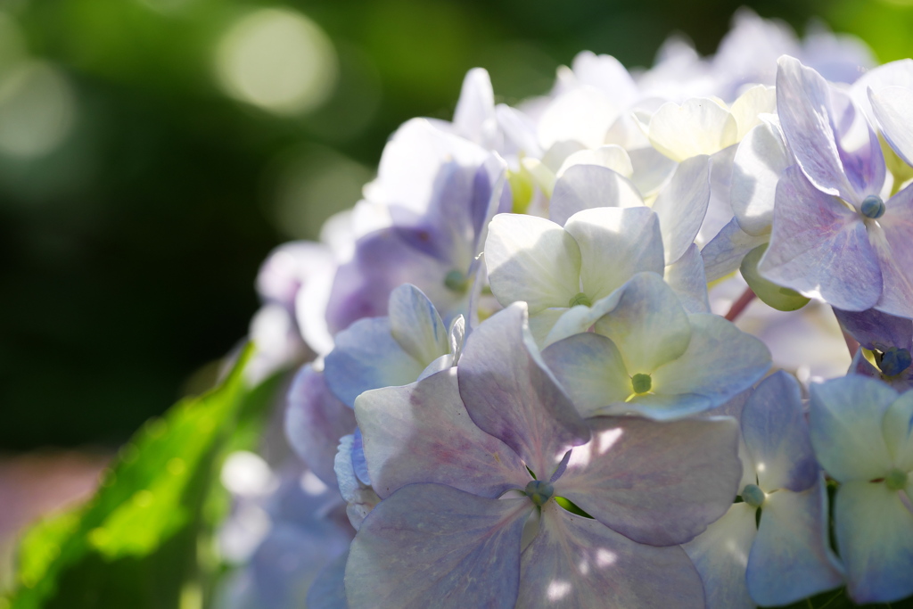 光いっぱい紫陽花の花