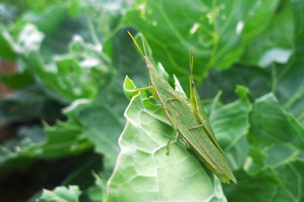 キャベツ畑でおんぶして