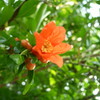 ご近所の柘榴も花盛り