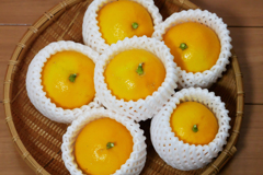 花柄に並べてみたレモン