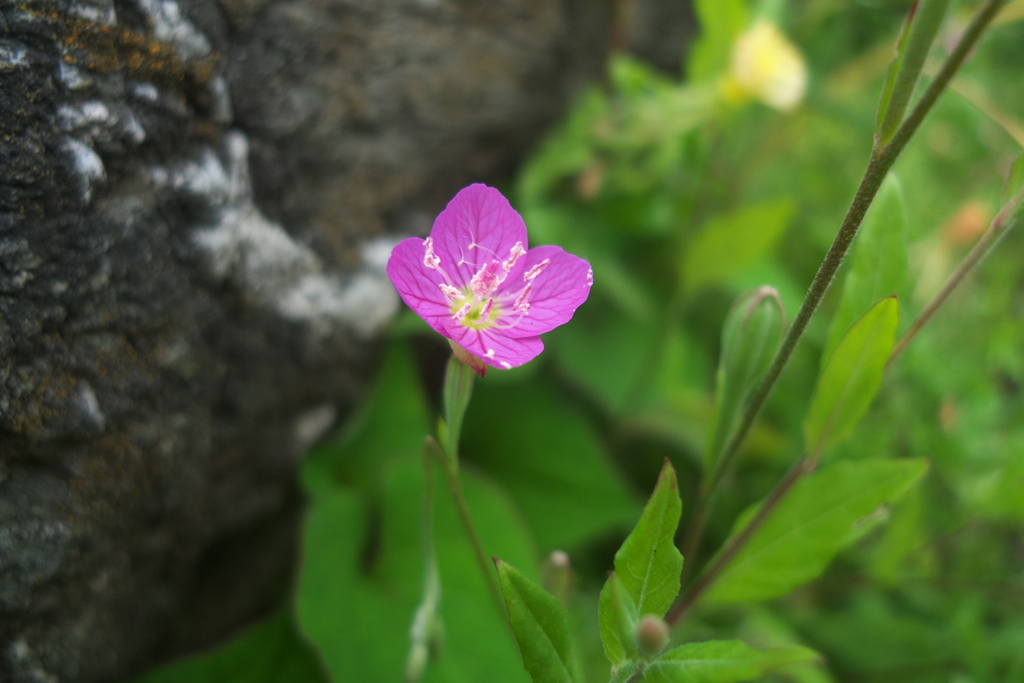 花盛り赤花夕化粧