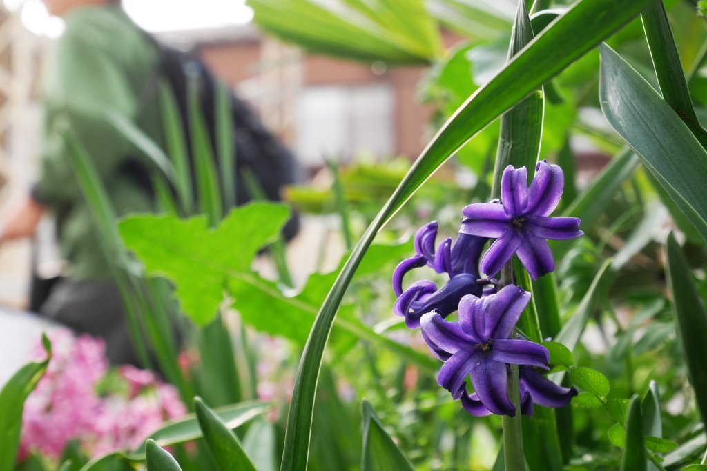 道端の花壇で