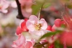 一面木瓜の花