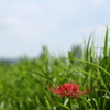 土手の曼珠沙華