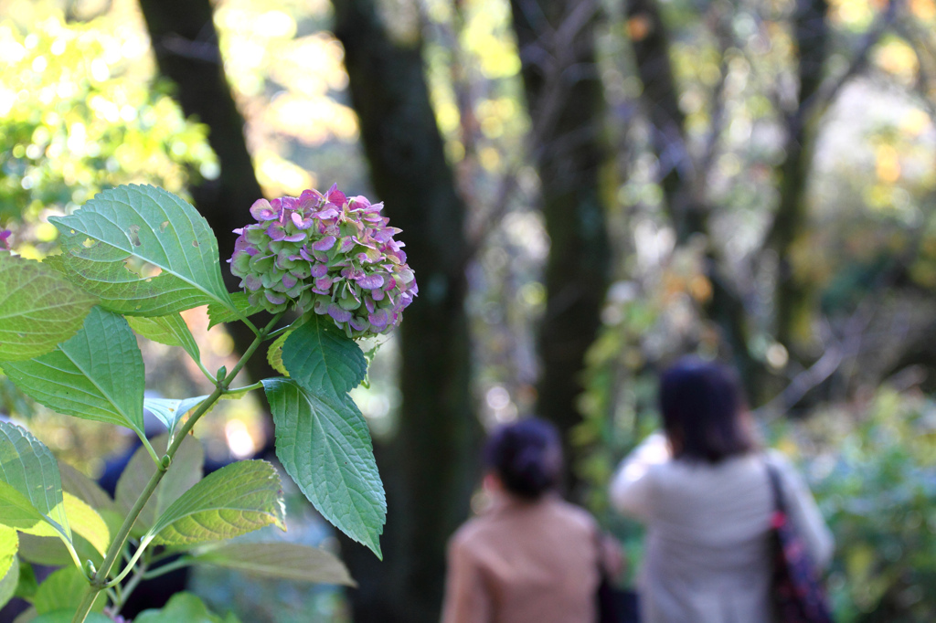 秋の紫陽花