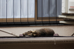 屋根の上でストレッチ♪