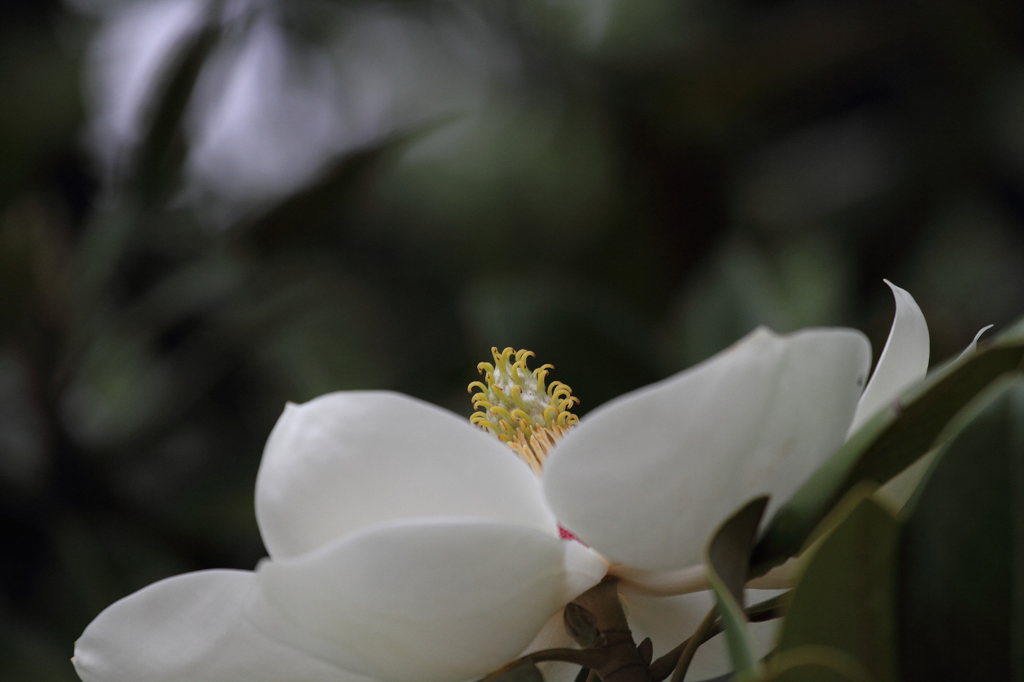 泰山木も開花