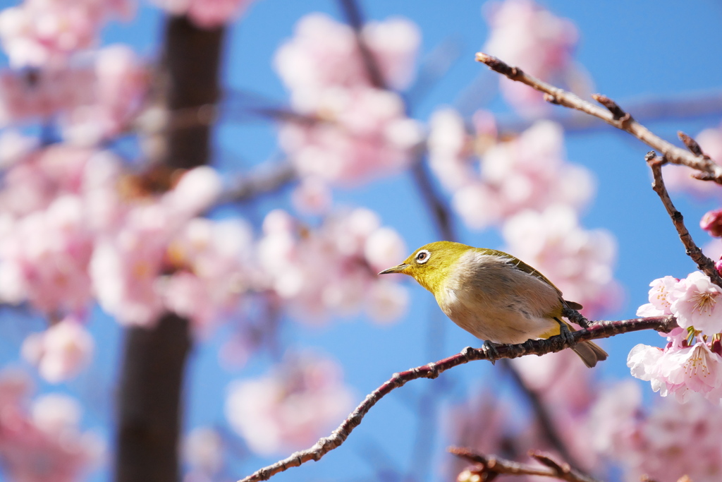 青空と桜とメジロさん