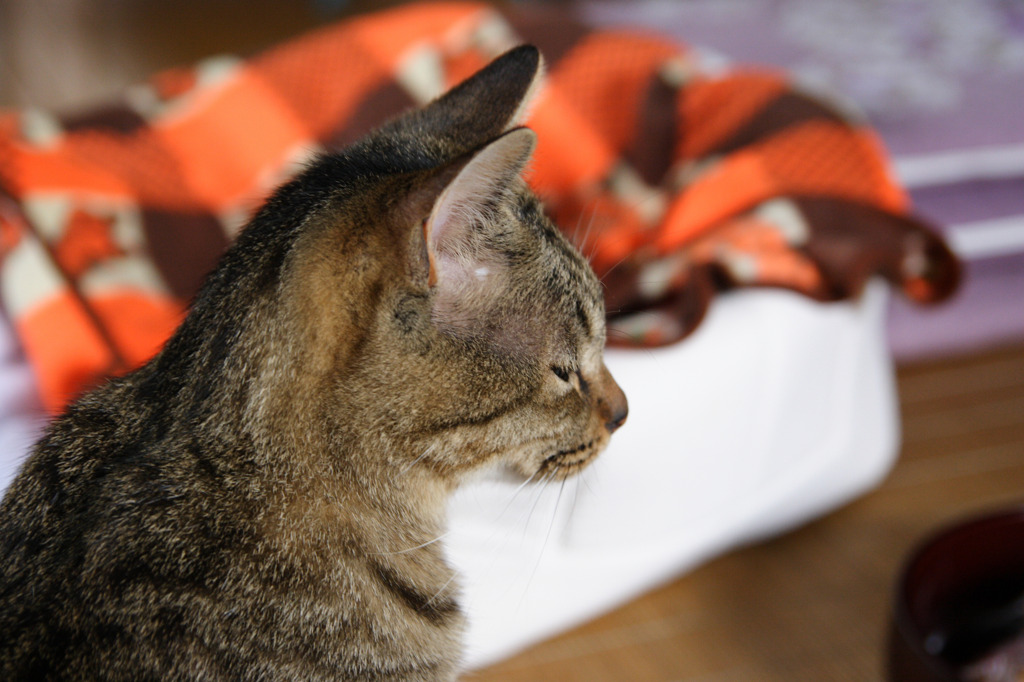 瞑想する猫