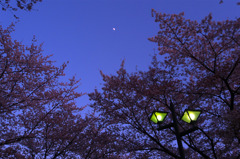 灯り始めた街灯と桜並木