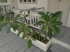 ゴムの木かな？