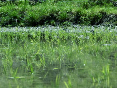 田植え