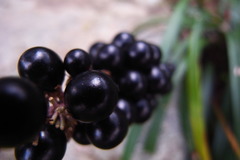 ripening.@11.6