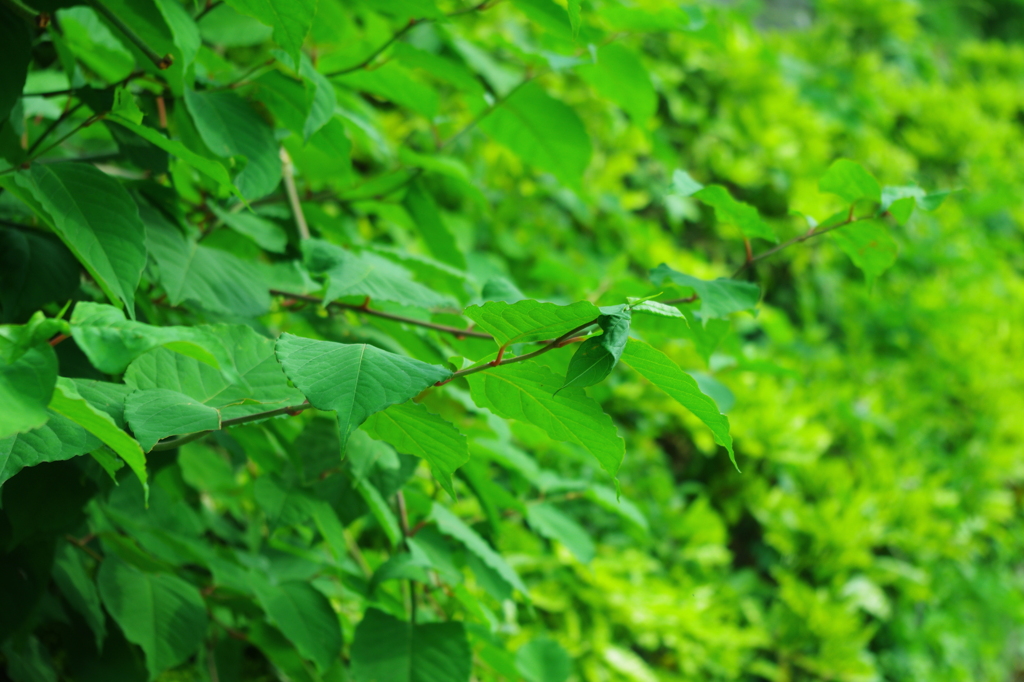 green@2010.06.06