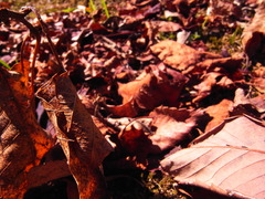 fallen leaves＠10.4