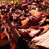 fallen leaves＠10.4