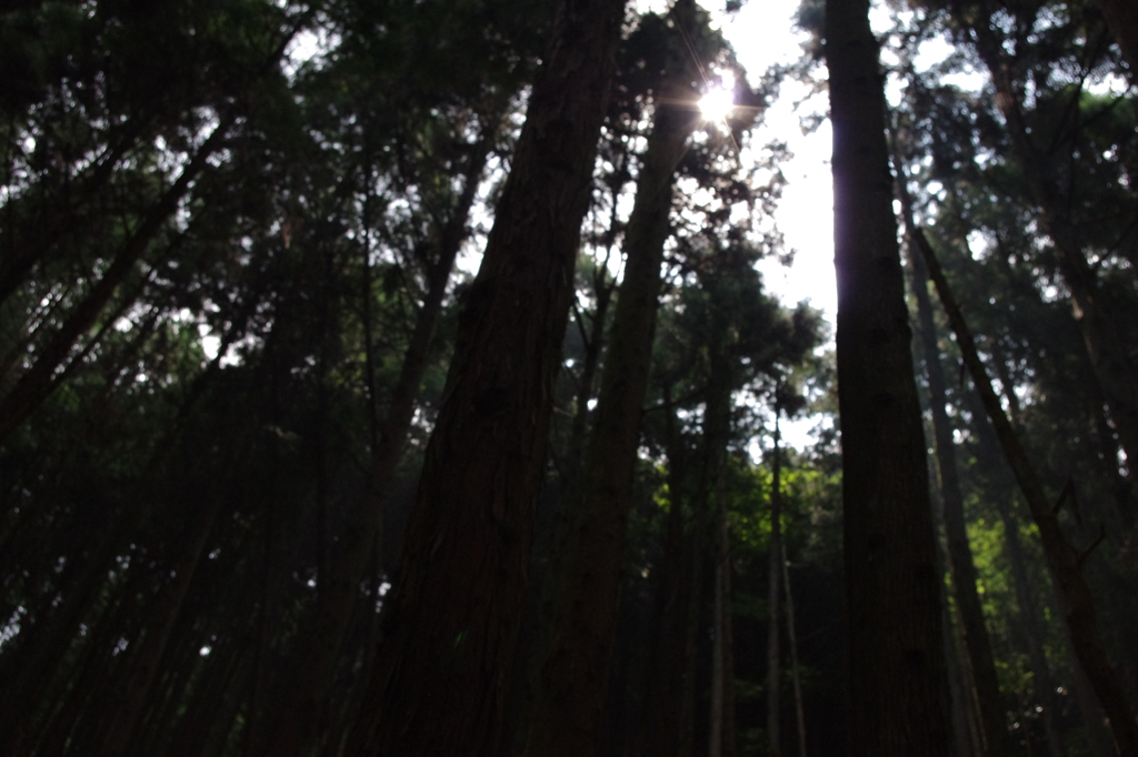 木漏れ日@2010.8.22