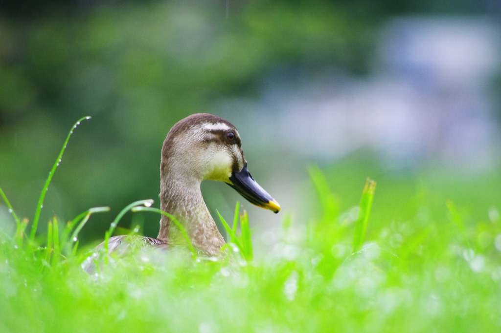 Wild Duck pt,1