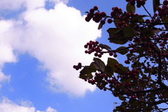 a clear autumn sky.@11.6