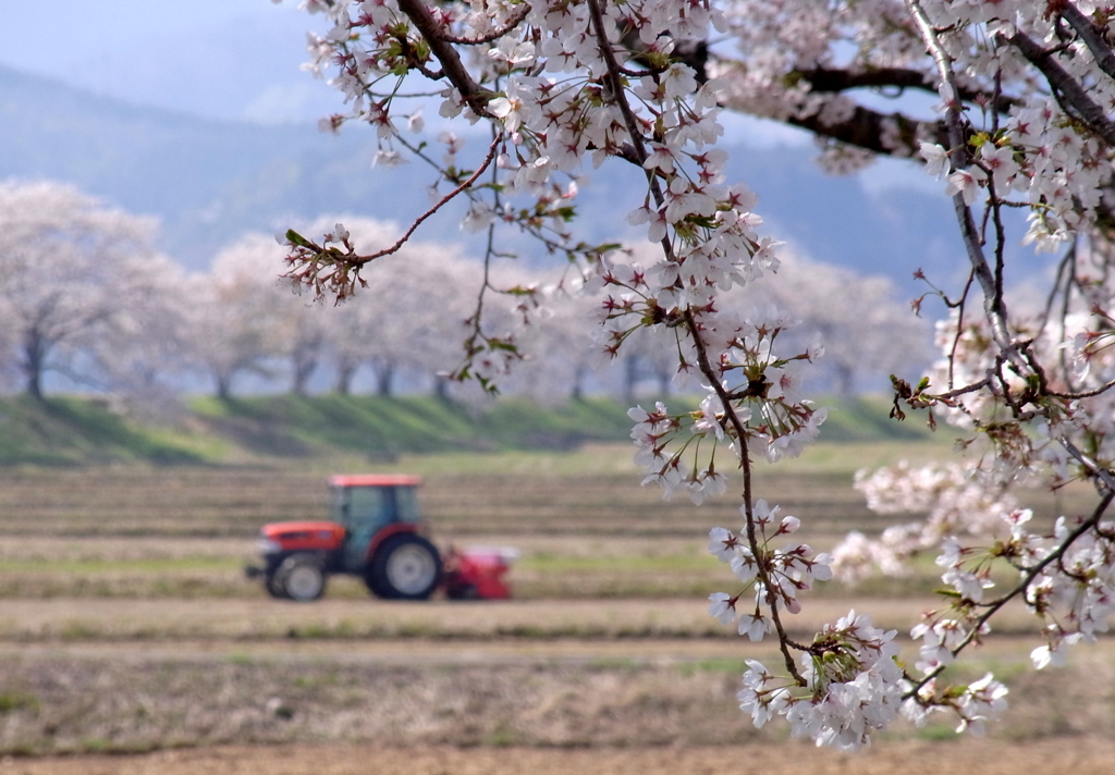 桜と田おこし