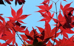 春の紅葉