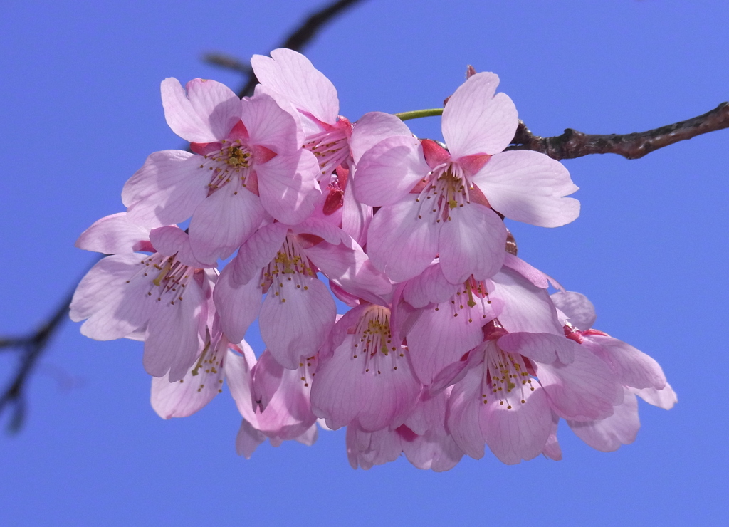 河津桜