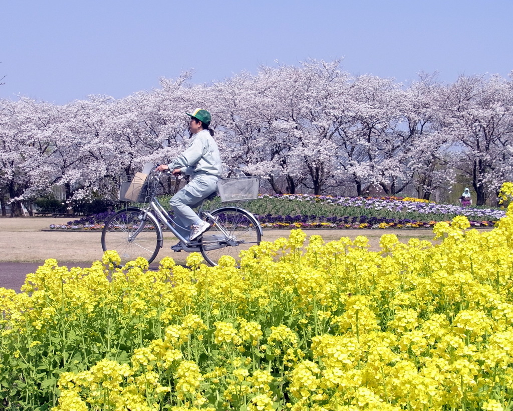 桜と菜の花