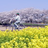 桜と菜の花