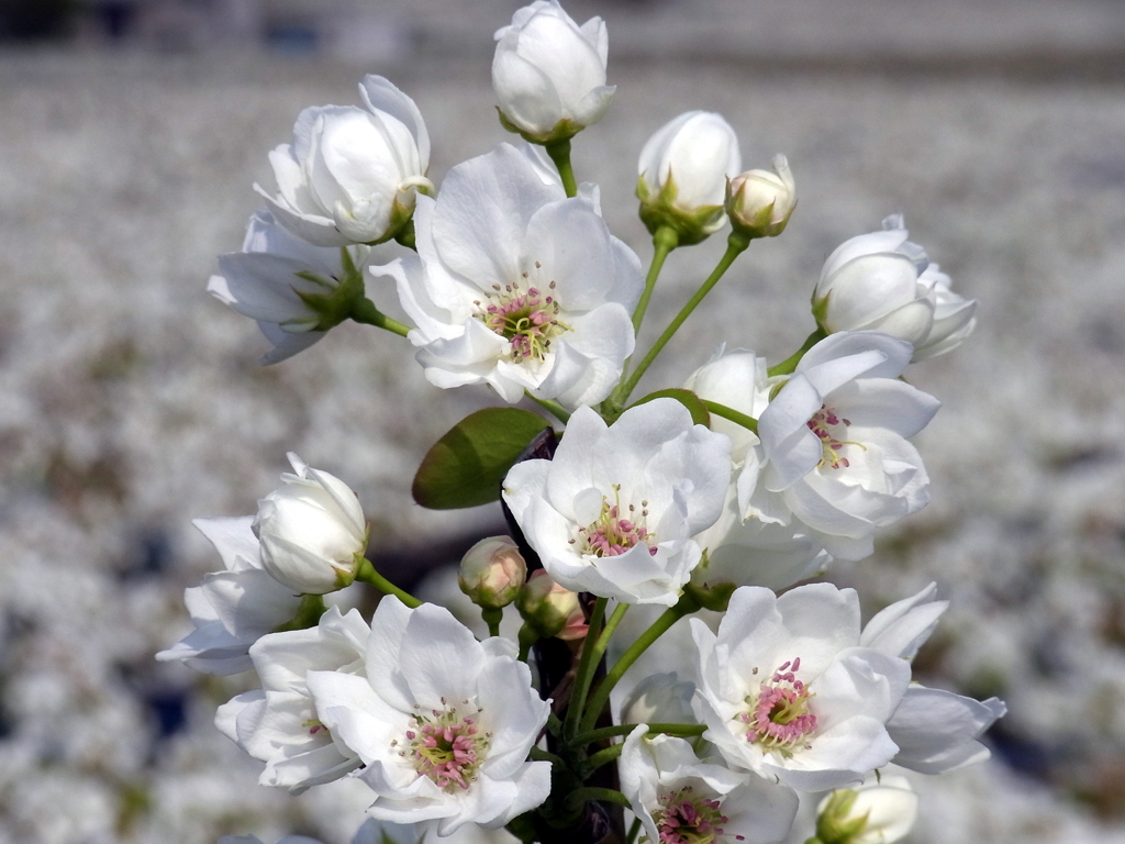 梨の花