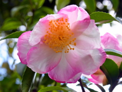 山茶花