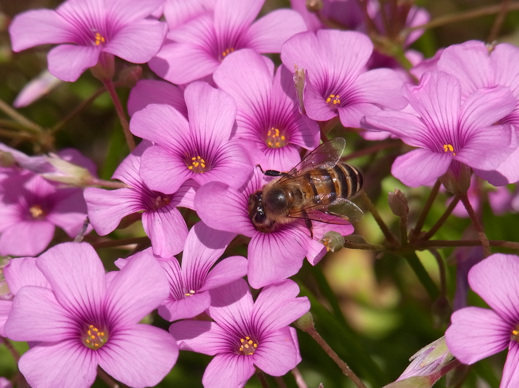 芋酢漿草に蜜蜂