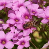 芋酢漿草に蜜蜂