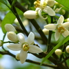 ミカンの花