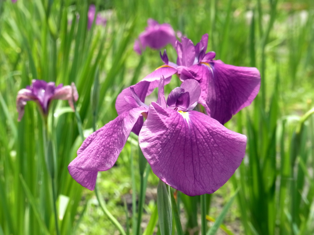 花菖蒲