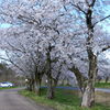 桜の下で