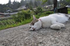 放心猫