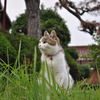 足を止めて見る