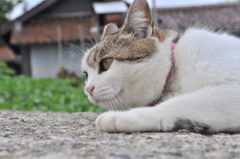 狙