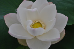 蓮根花