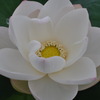 蓮根花