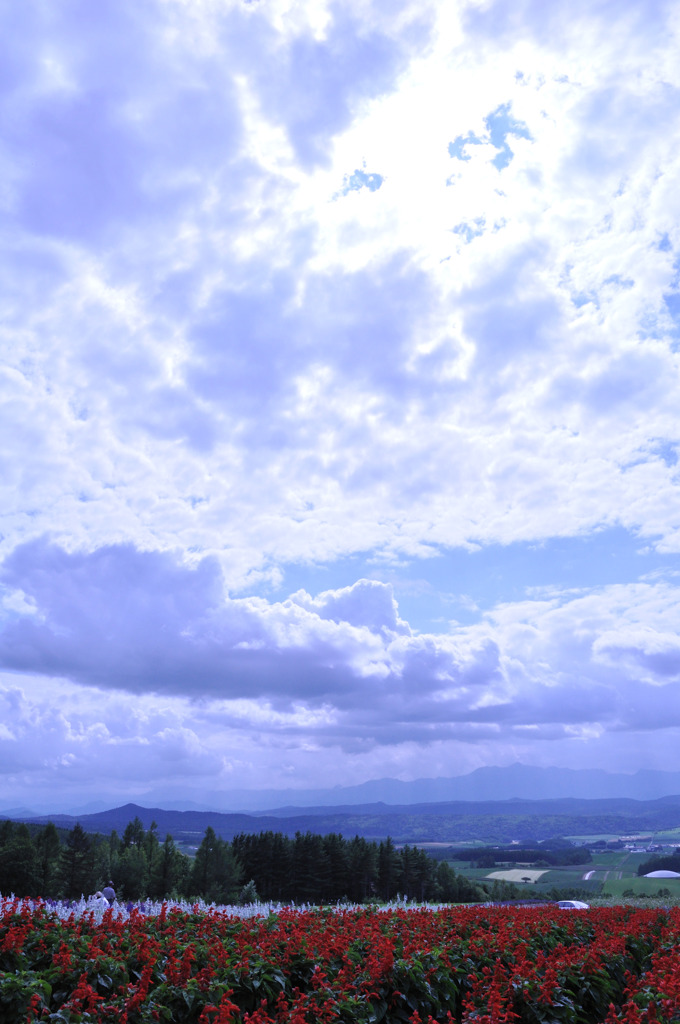 White & Blue 