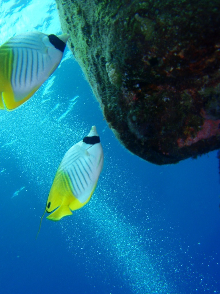 棘蝶々魚のおやつ