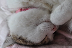 猫は眠いのです