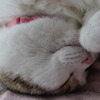 猫は眠いのです