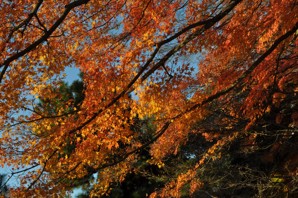 葉々紅葉