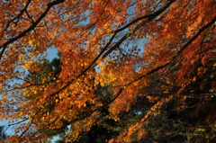 葉々紅葉