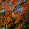 葉々紅葉