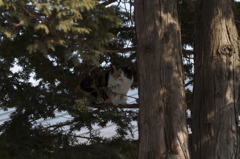 猫の木登り